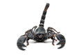 Heterometrus silenus Vietnam adult
